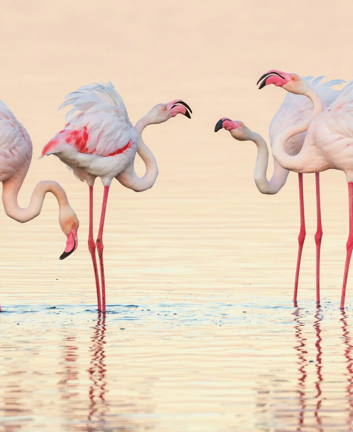 Walvis Bay sand dunes meeting the Atlantic Ocean